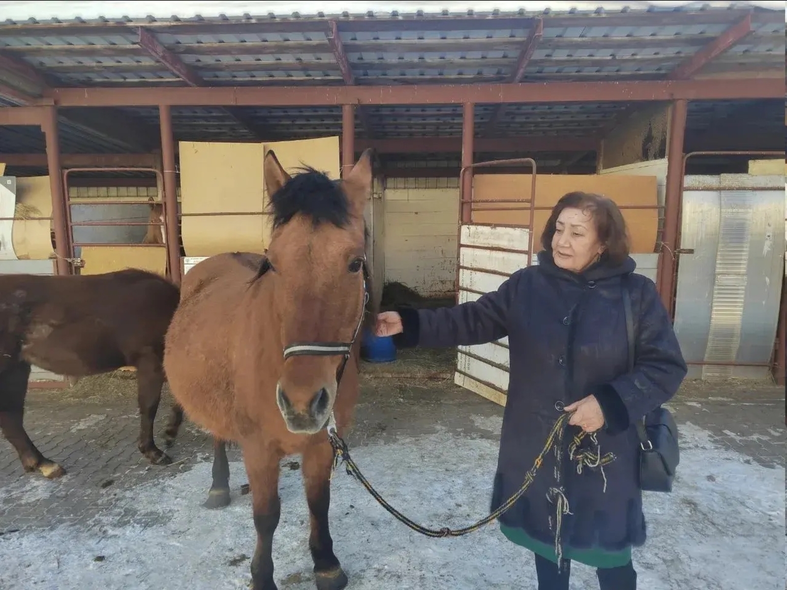 Радий Хабиров рассказал о легенде башкирского коневодства