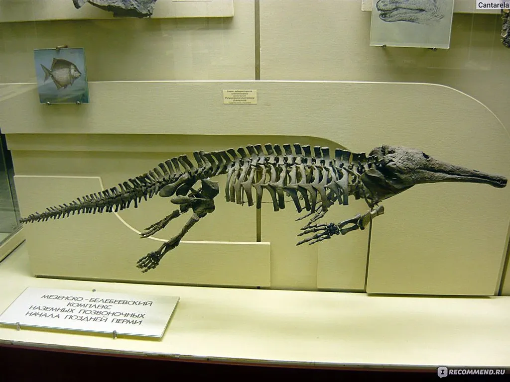 с сайта геопарка «Торатау» Скелет лабиринтодонта из Белебея.