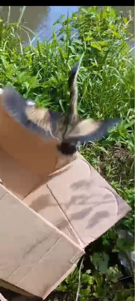 пресс-служба министерства природопользования и экологии РБ