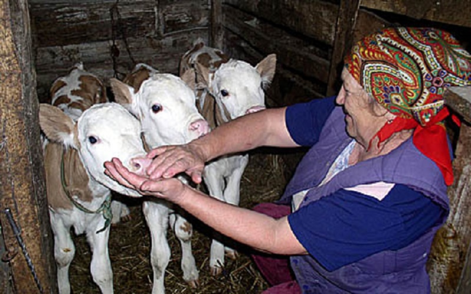 В Башкирии появилось 296 новых фермерских хозяйств