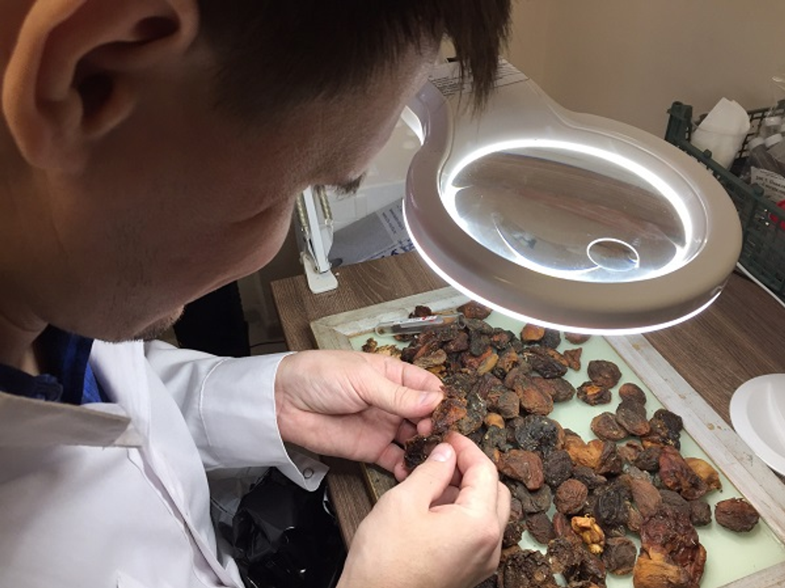 В Башкирию из Узбекистана привезли зараженные сливы