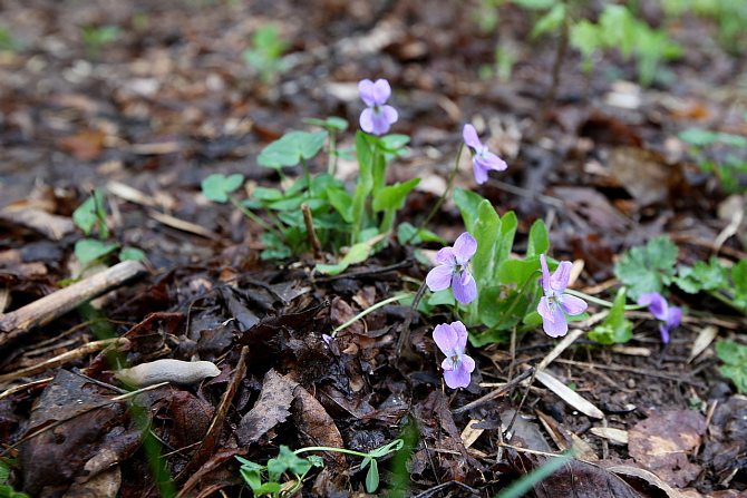 В Уфе благоустроят дендропарк имени лесовода Георгия Рутто