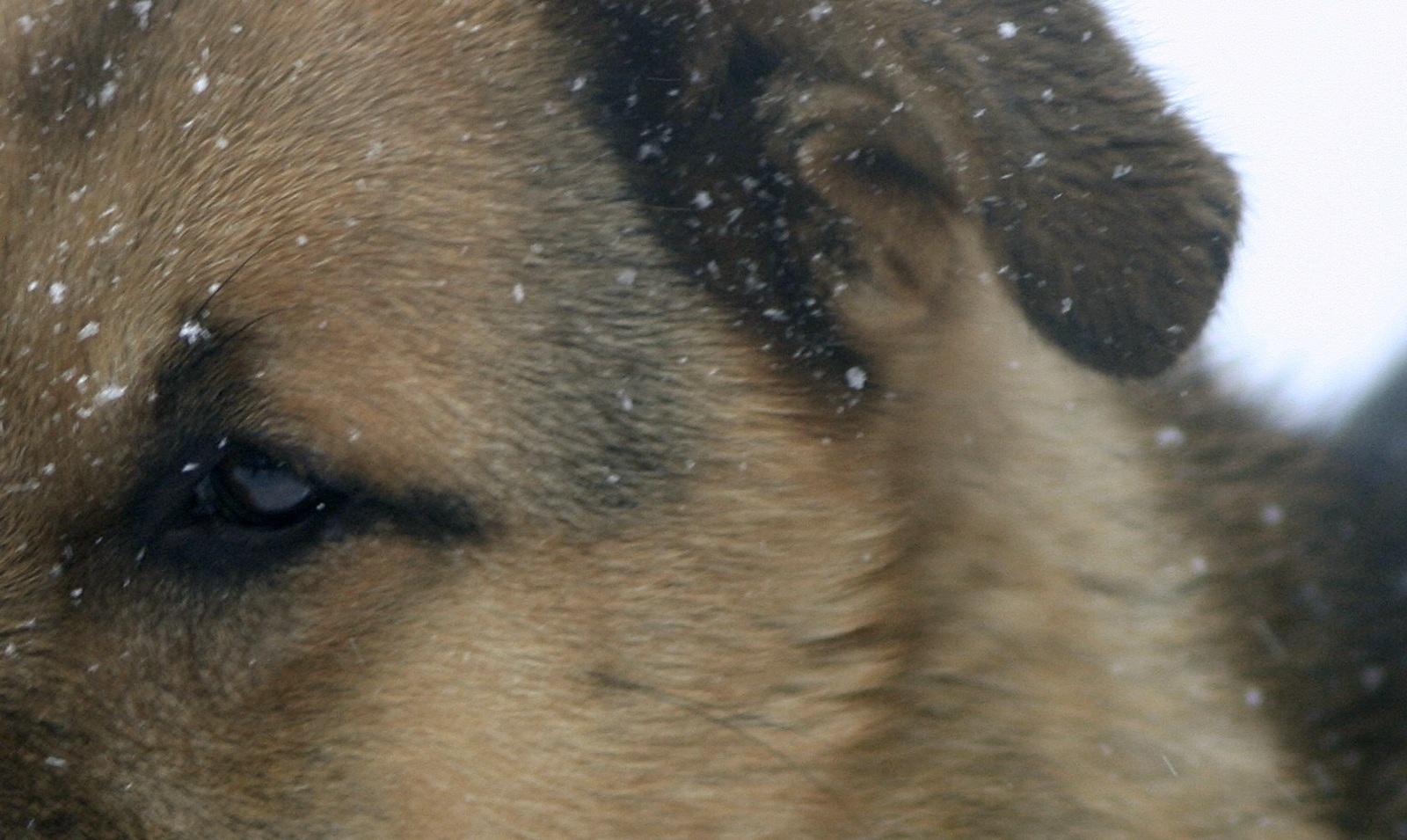 Житель Нефтекамска изувечил таксу пенсионерки