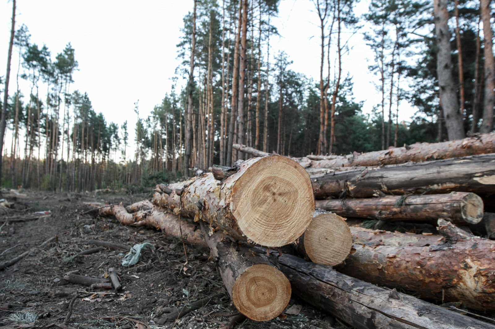 В Башкирии мастер леса нанёс природе ущерб почти на два миллиона рублей