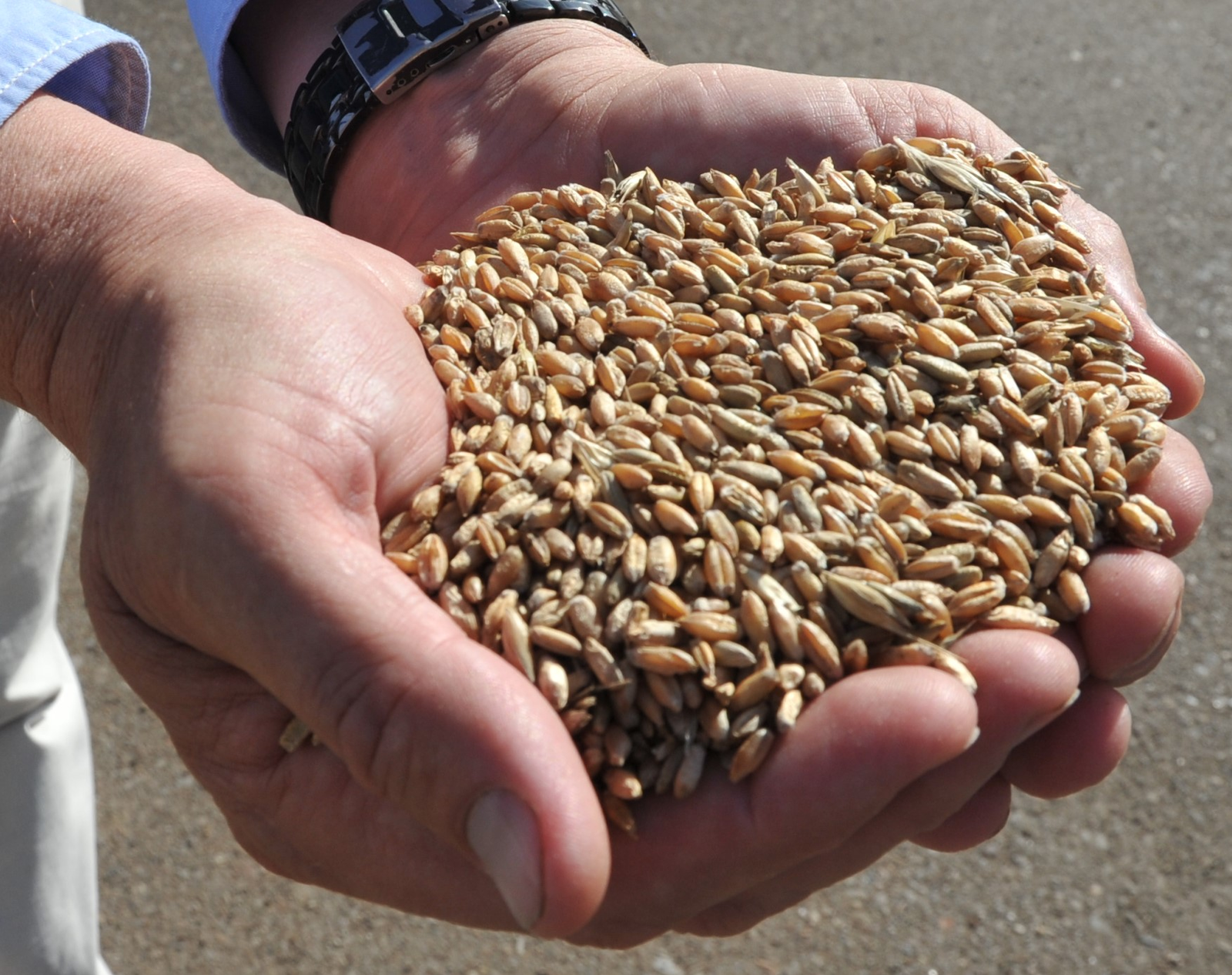 В Башкирии аграрии приобрели две трети необходимых удобрений