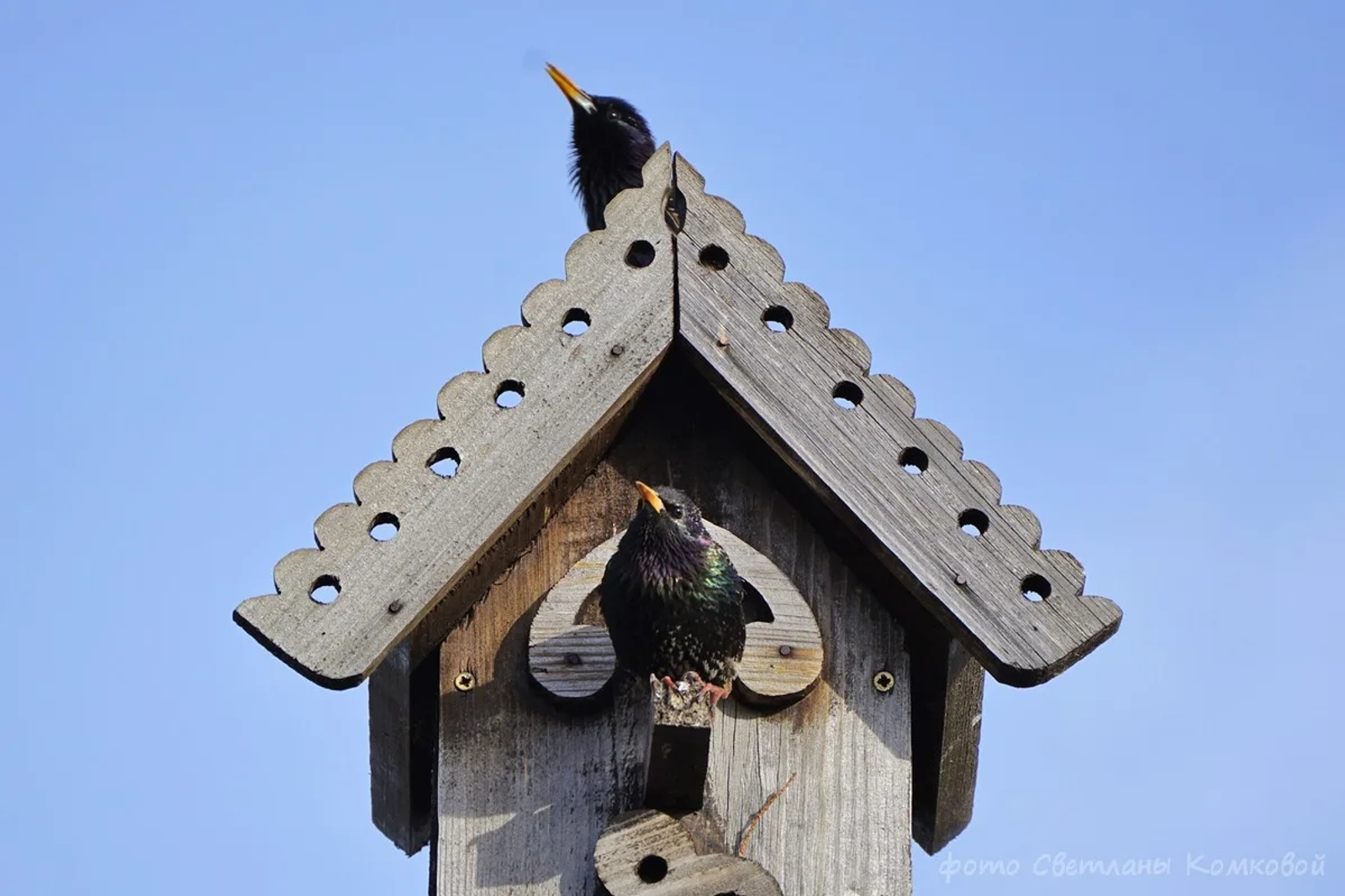 В Уфе прошёл первый экологический фестиваль «Скворечники»