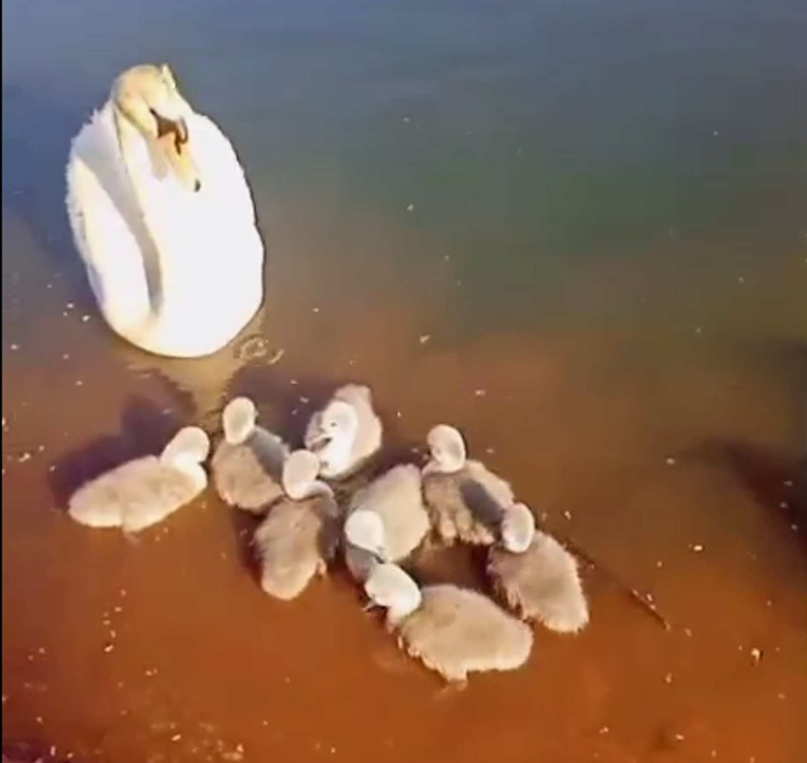 Жители одного из сёл Башкирии подкармливают семейство лебедей