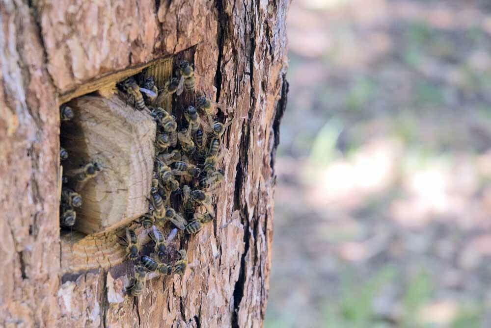 Башкирская пчела, затравленная химией, нашла приют