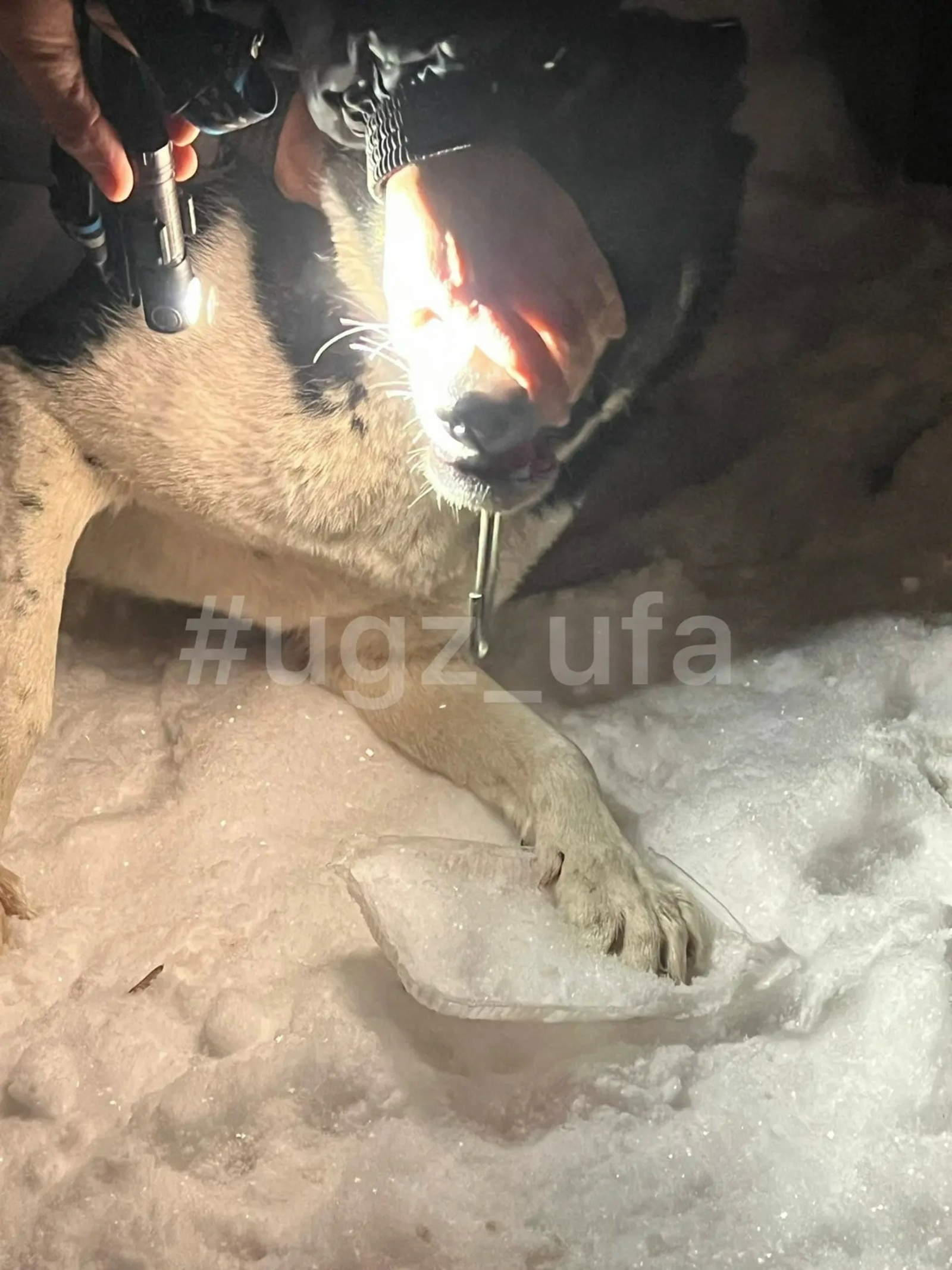 В Уфе спасатели пришли на помощь собаке