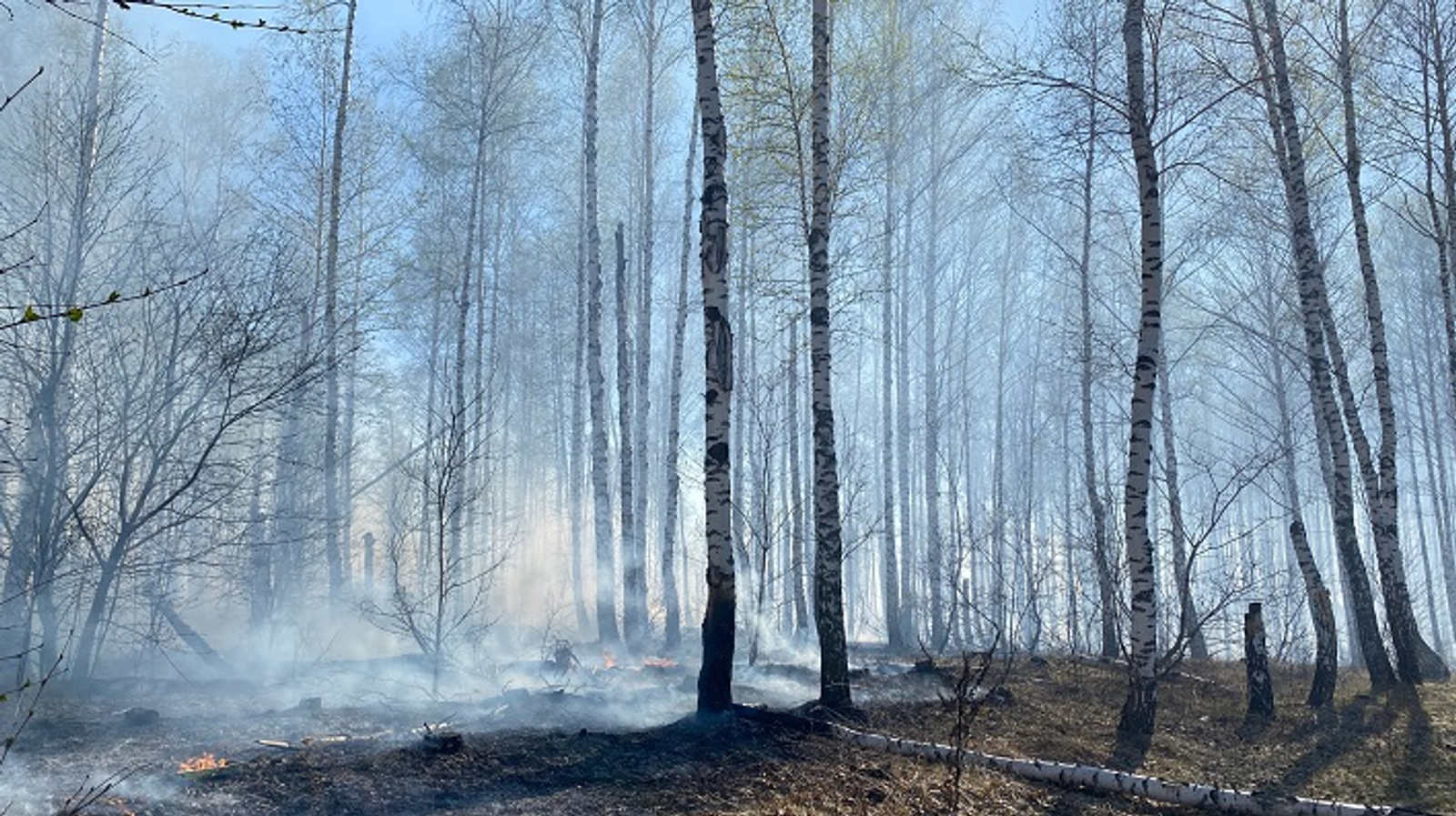 В Башкирии загорелся лес на 14 гектарах
