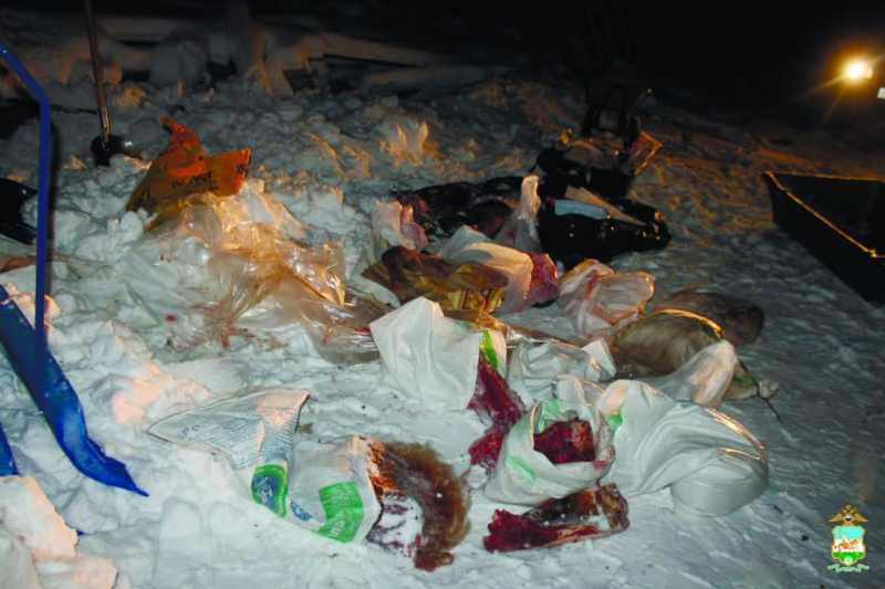 В Башкирии двое охотников, оставшись без добычи, застрелили и разделали лошадь