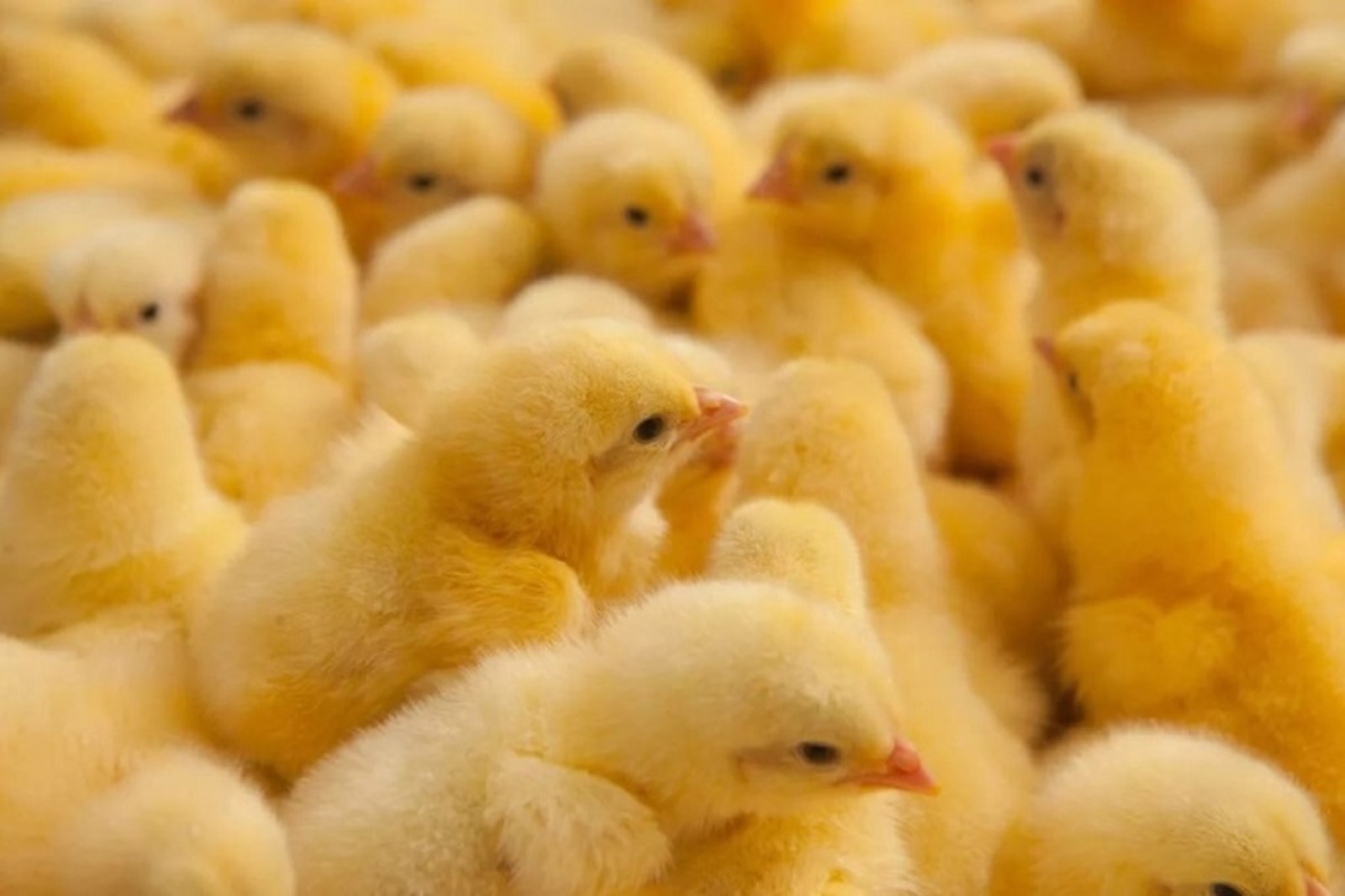 Башкирия начала поставлять инкубационные яйца на экспорт