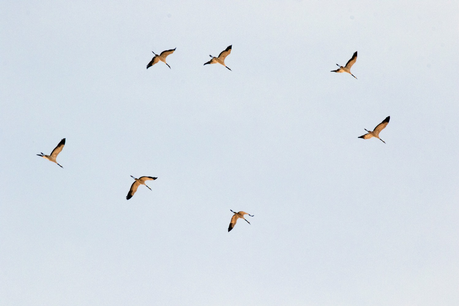 Летят журавли.