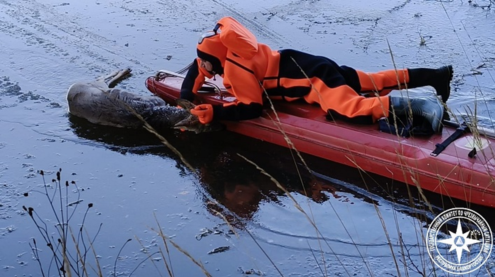 В Башкирии косуля провалилась под лёд