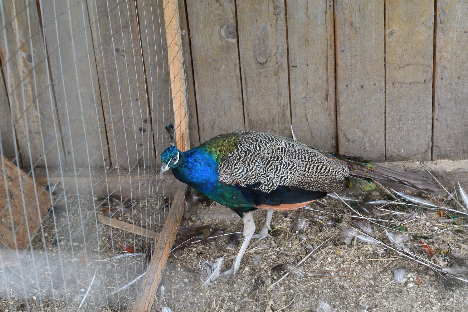 Альберт ЗАГИРОВ  Украшение двора — павлин.