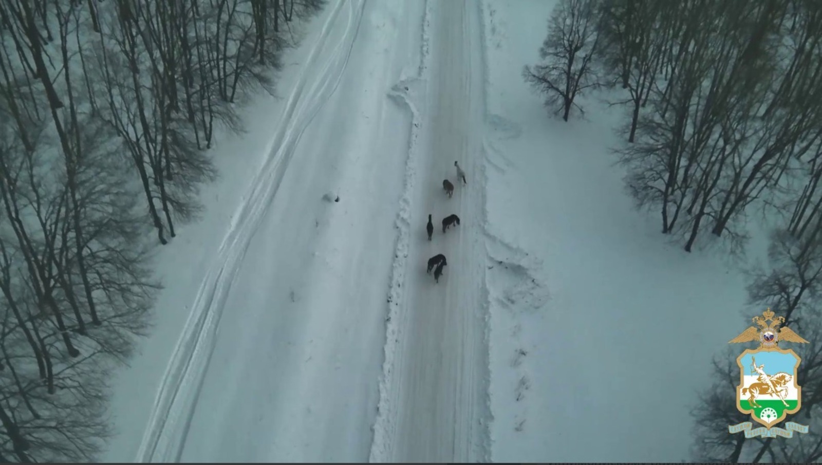 В Башкирии полицейские нашли пропавших лошадей с помощью БПЛА