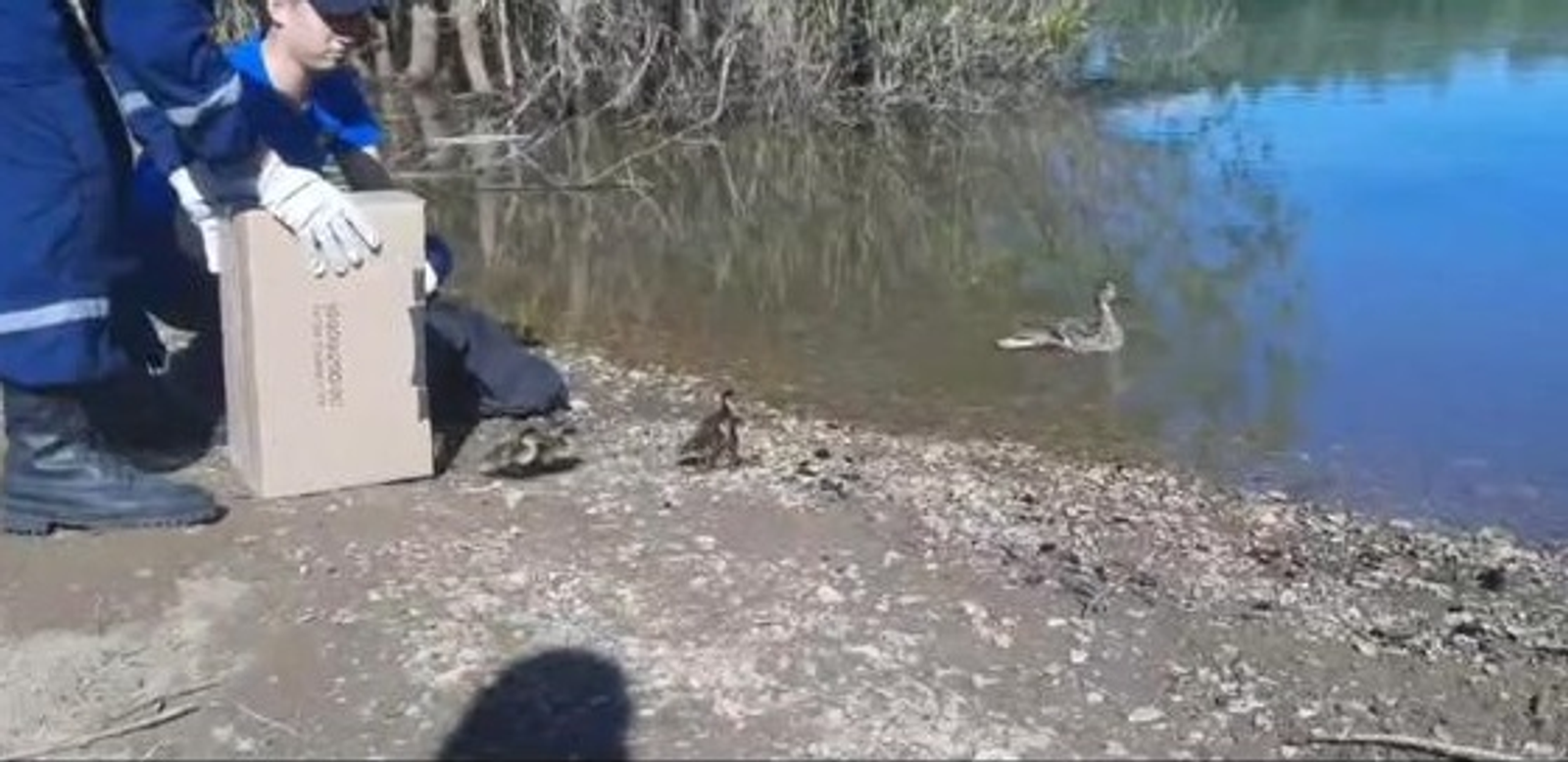 В Уфе правила дорожного движения нарушила… утка с утятами