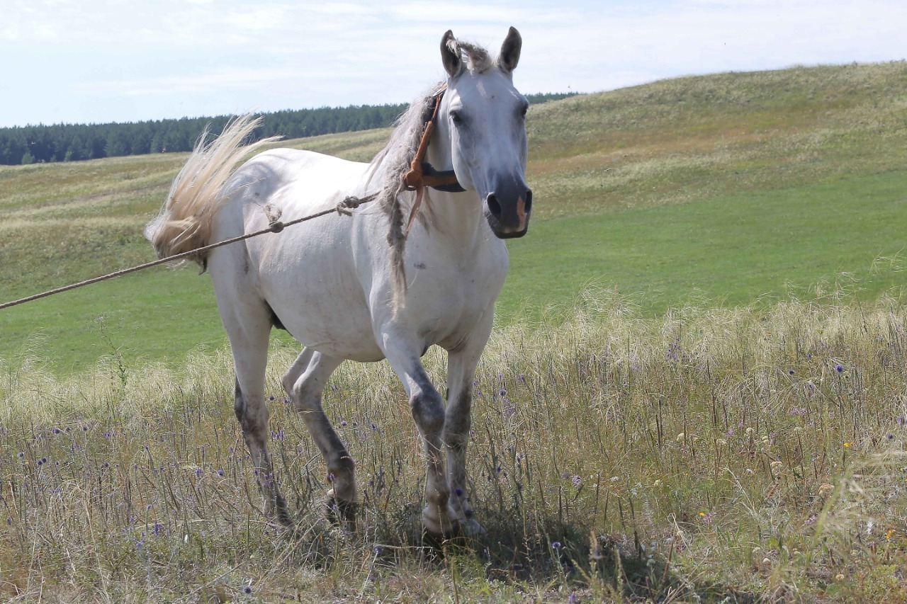Радий Хабиров посетит фестиваль «Башкирская лошадь»