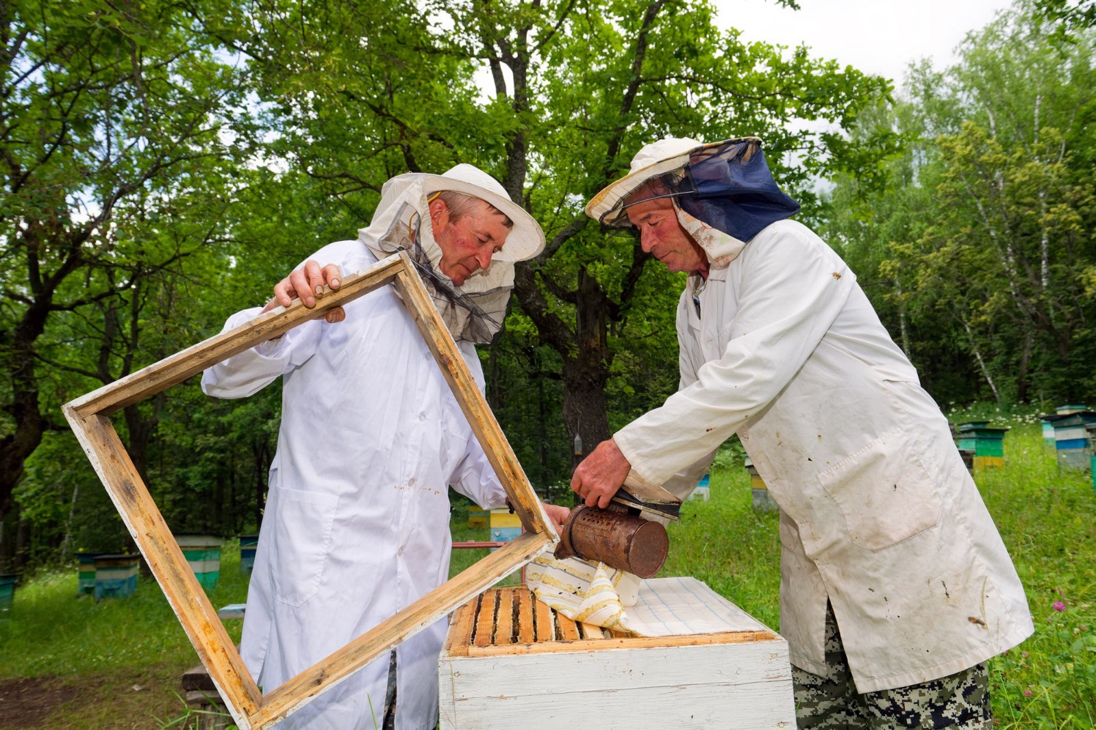 Ринат РАЗАПОВ  Правильный мед производят только правильные пчелы.