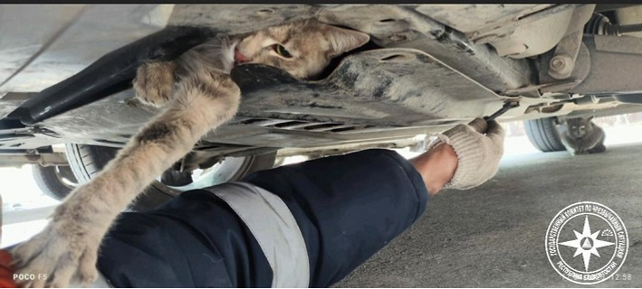 В Башкирии спасли кошку, застрявшую под капотом машины