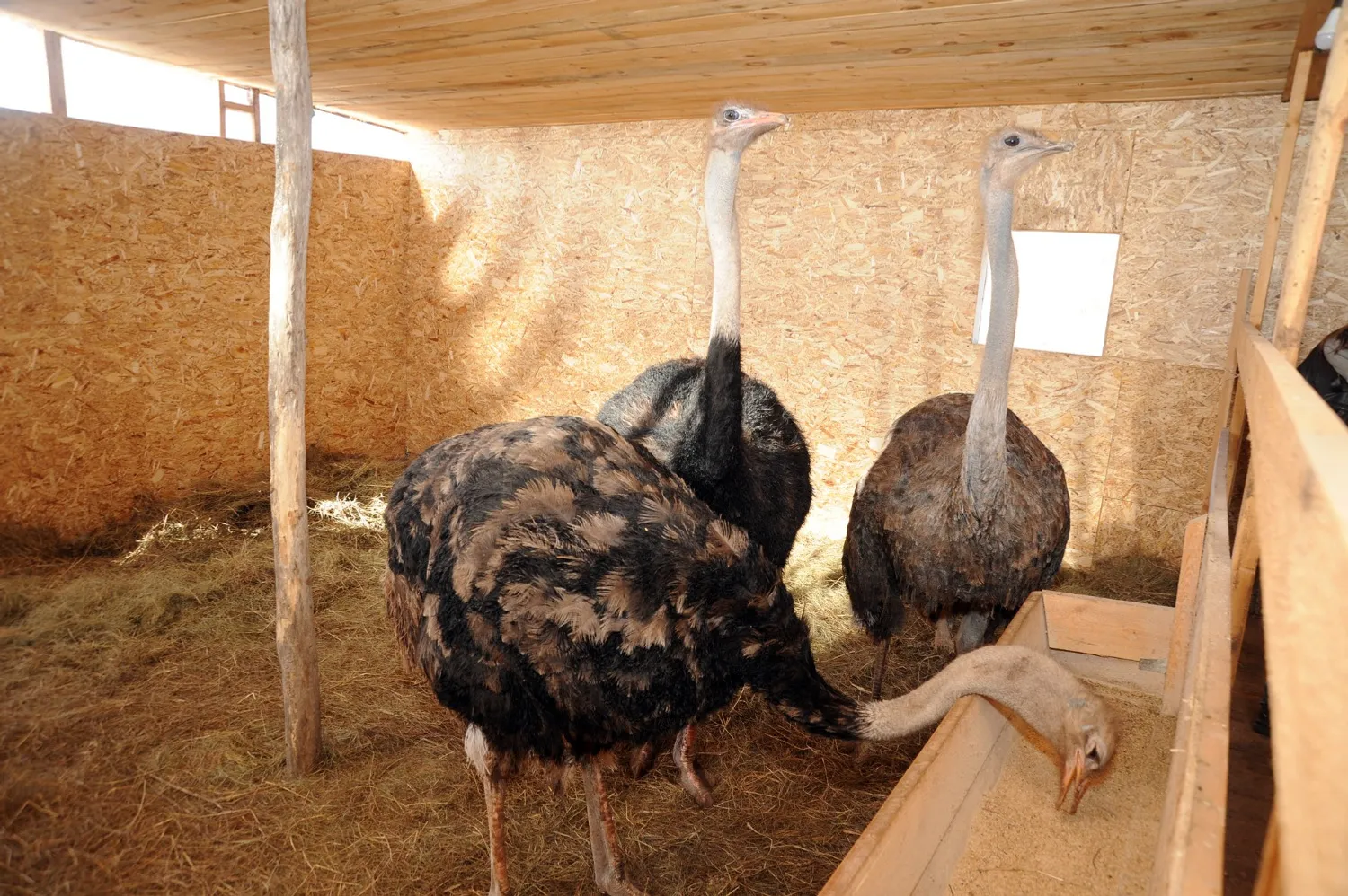 Ринат РАЗАПОВ  Любопытные страусы сразу выходят к посетителям.