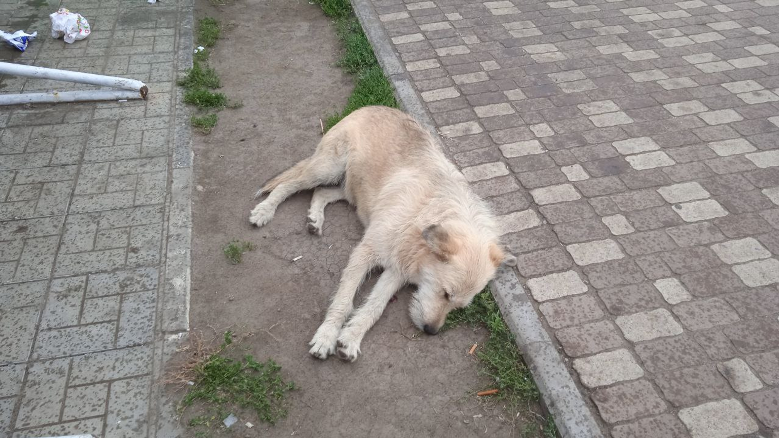 В День бездомных животных в Уфе пройдёт акция «Ищу человека»