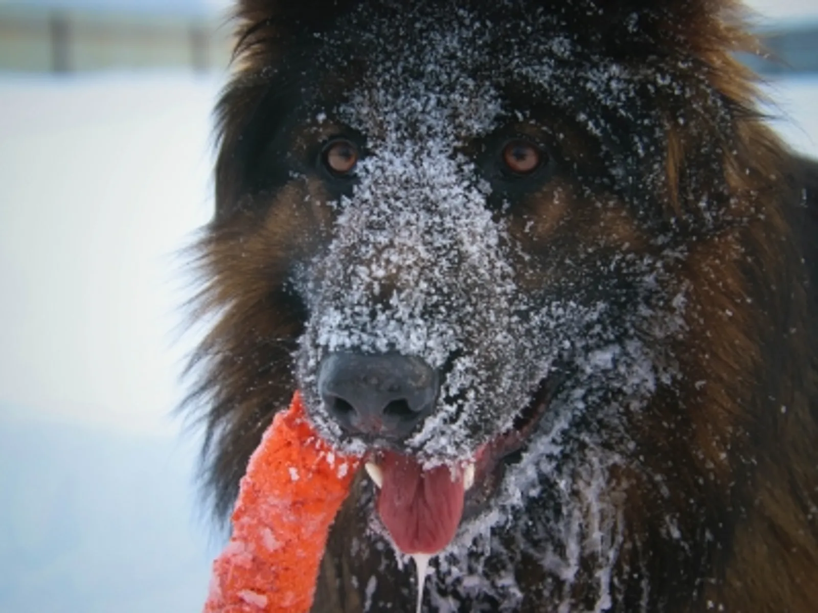 В Башкирии за убитого медведя дадут 50 тысяч рублей