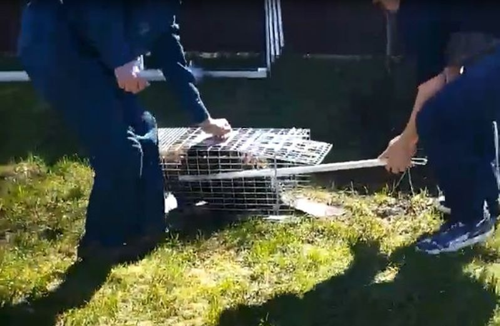 скриншот видео