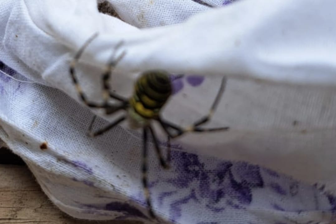 Башкирию атакуют пауки-осы