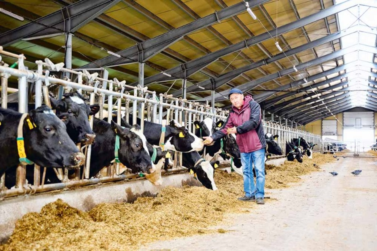 Ринат РАЗАПОВ Заместитель директора АП имени Калинина Рахимгалей Нургалеев: «Много молока только сытые коровы могут дать».