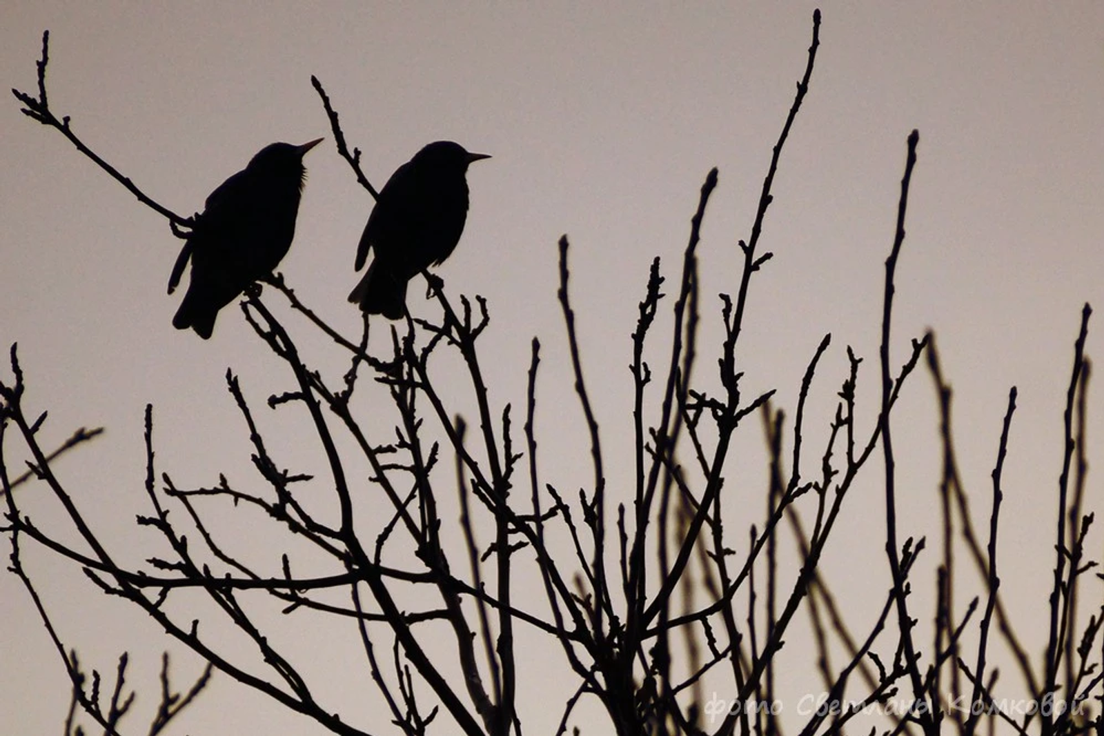 Светлана КОМКОВА.