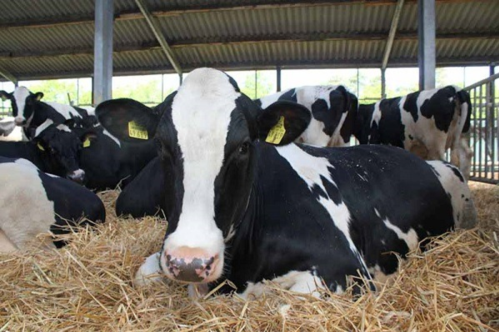 пресс-служба минсельхоза РБ.