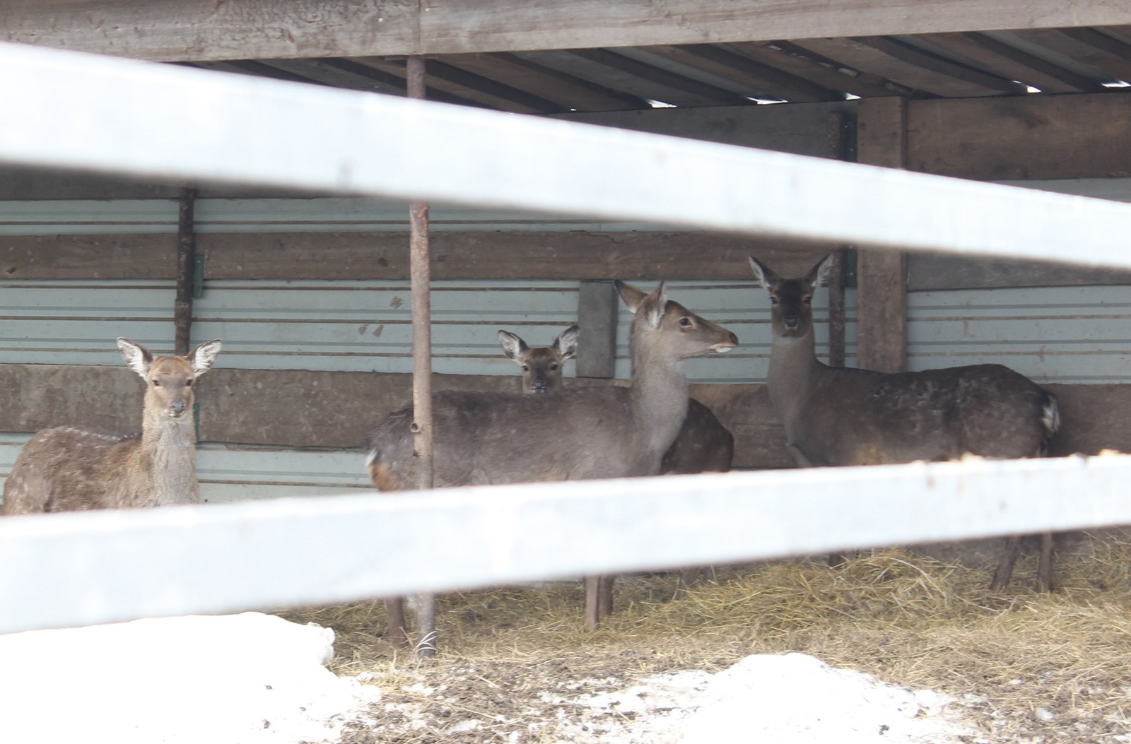 В Башкирии посчитают охотничьих животных