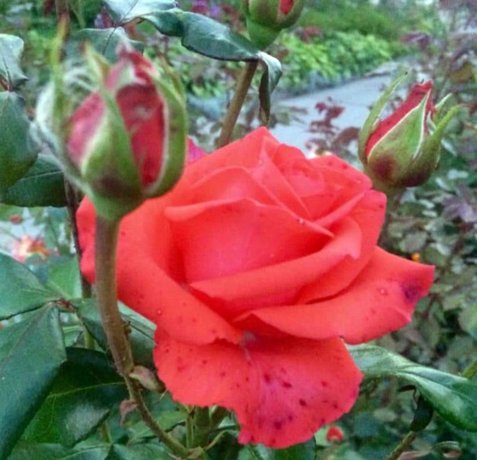 Анна НЕЛИДОВА  Из обычных черенков можно вырастить целый сад красивых роз.