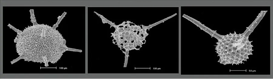 с сайта геопарка «Торатау» Радиолярии — микроскопические организмы из разреза «Дальний Тюлькас».
