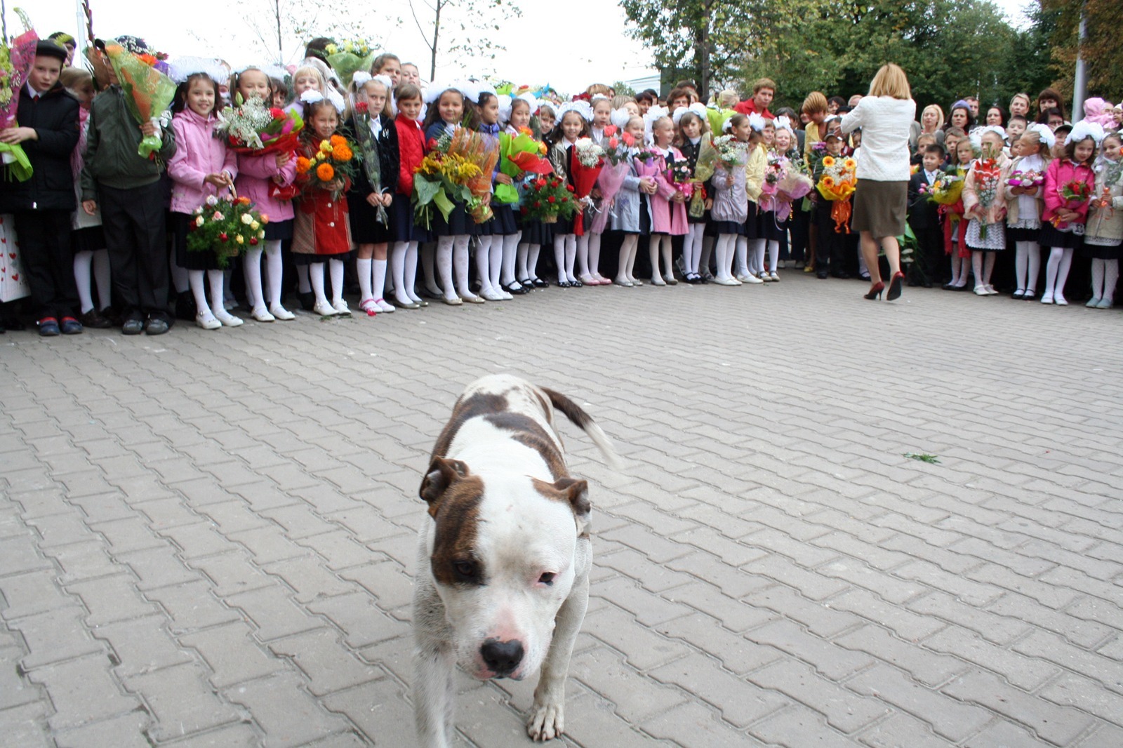 автора Задача школы — не воспитать в ребенке задатков бойцовского пса.