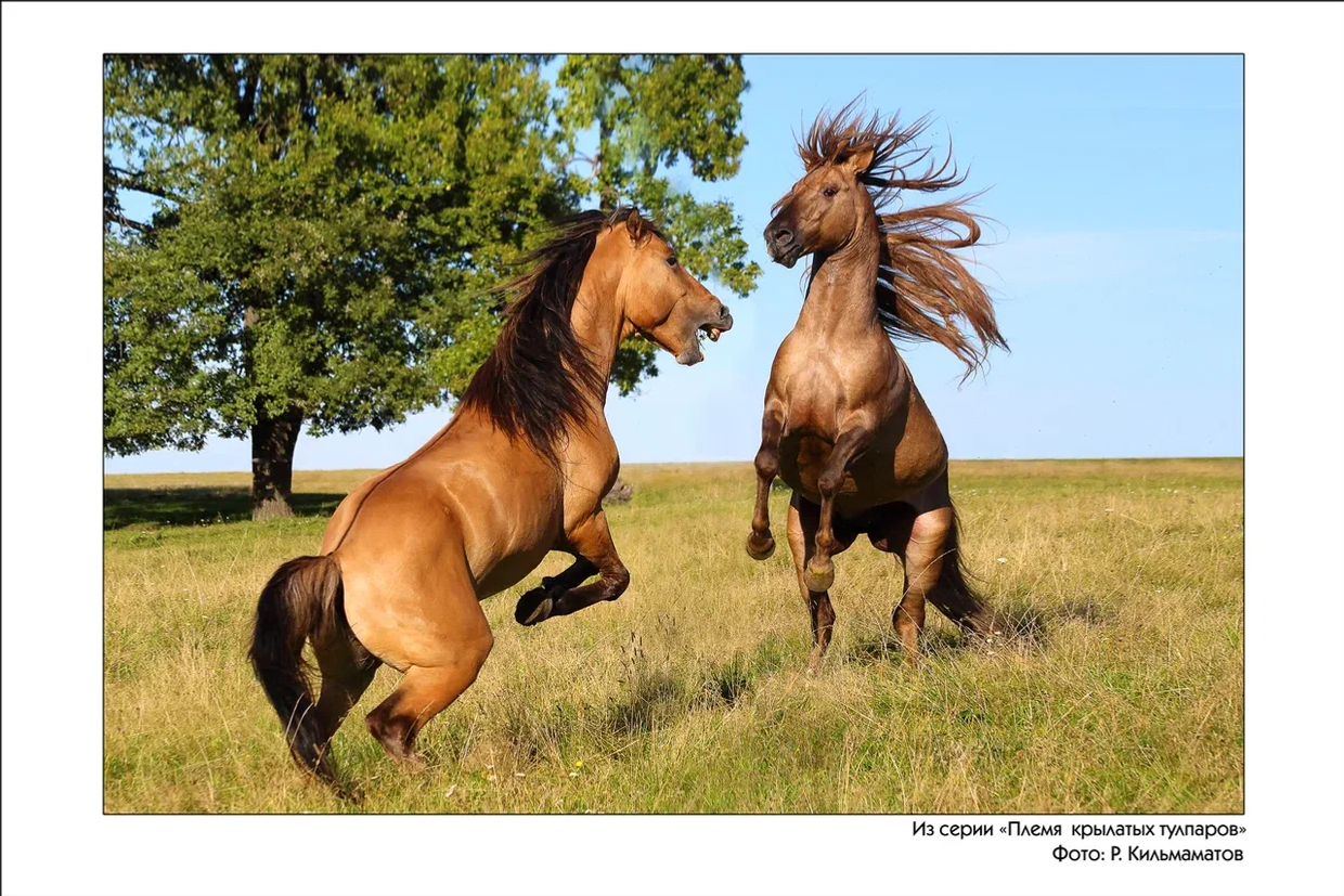 В Уфе завтра откроется выставка знаменитого фотохудожника Рамиля Кильмаматова