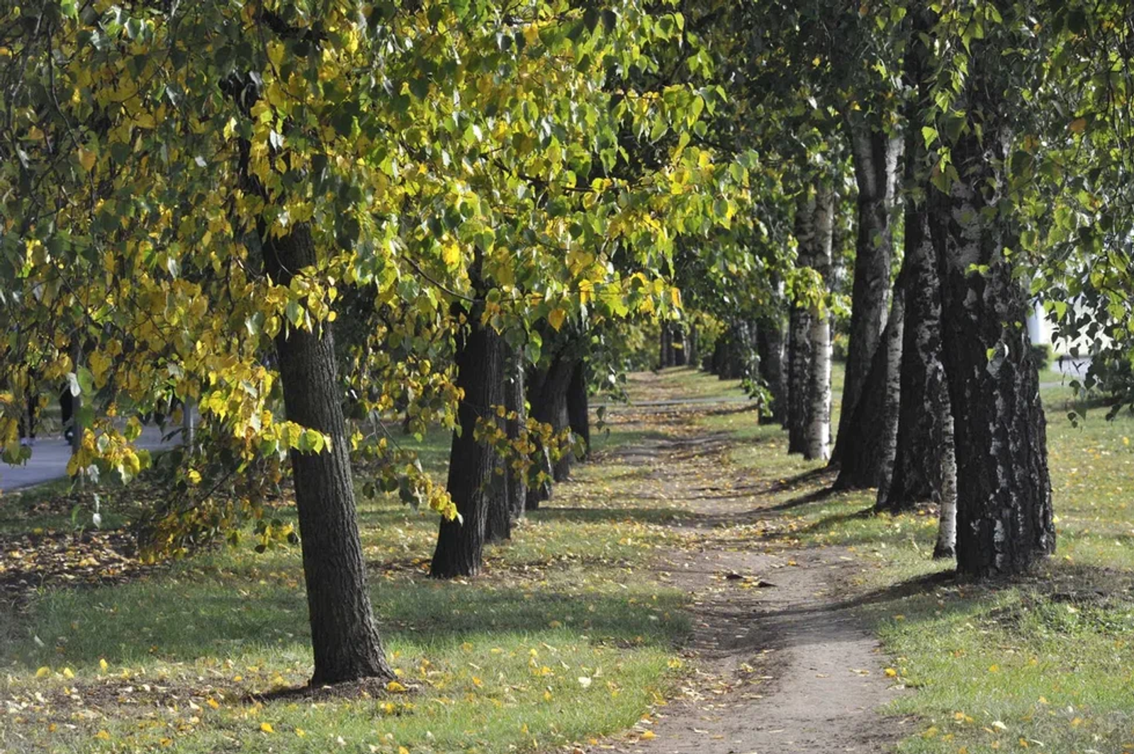 В Башкирии на работника санатория упало дерево