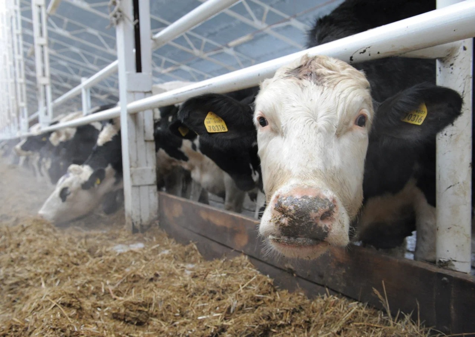 Альберт ЗАГИРОВ