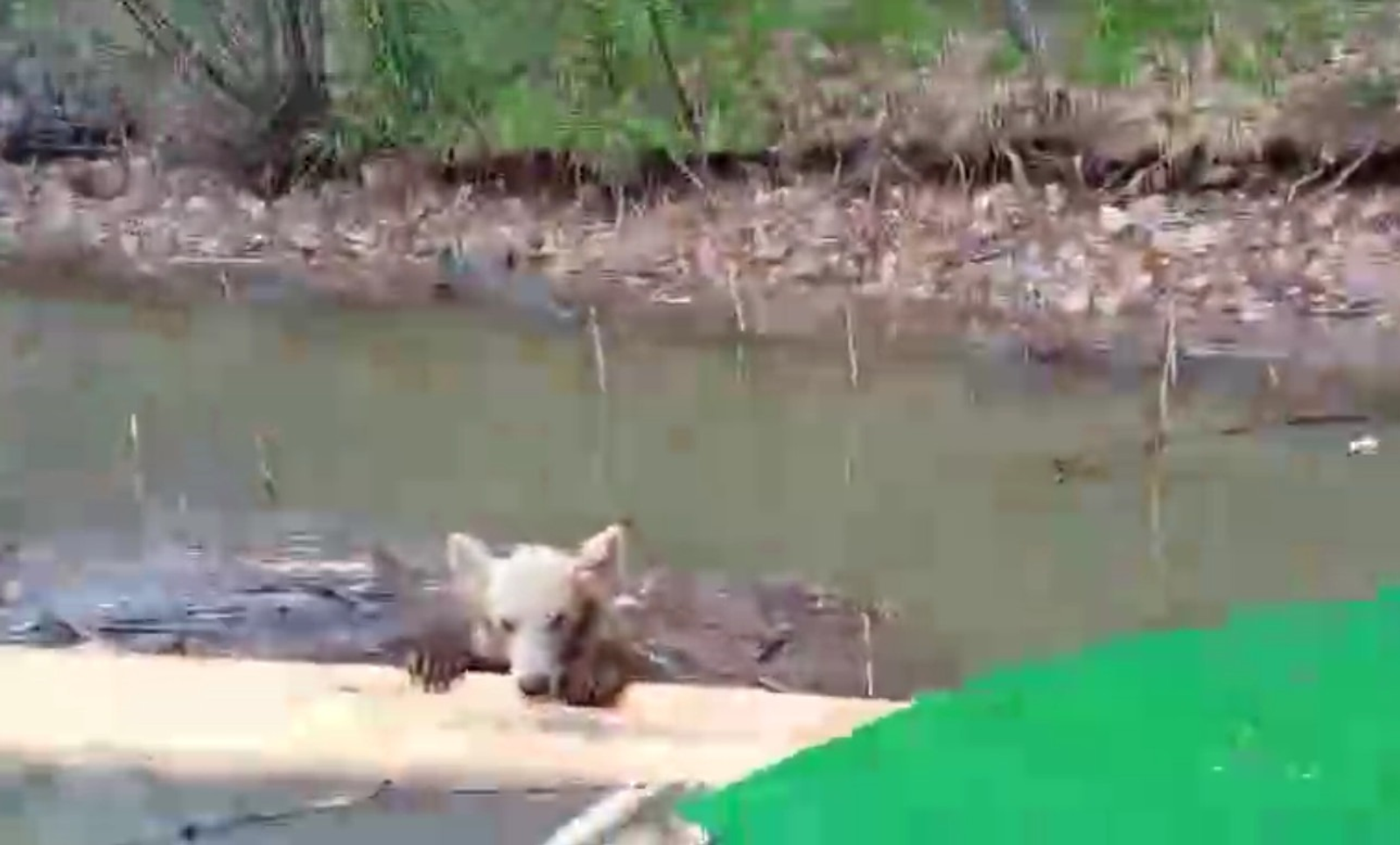 скриншот видео