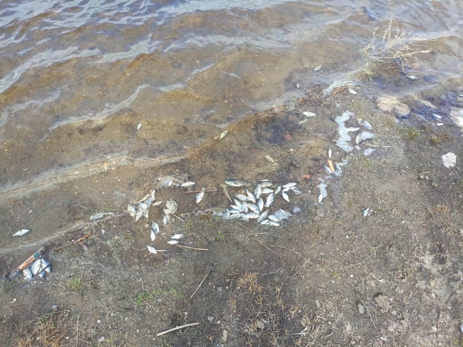 Специалисты минэкологии Башкирии выясняют причину массовой гибели рыбы в пруду деревни Таштуй