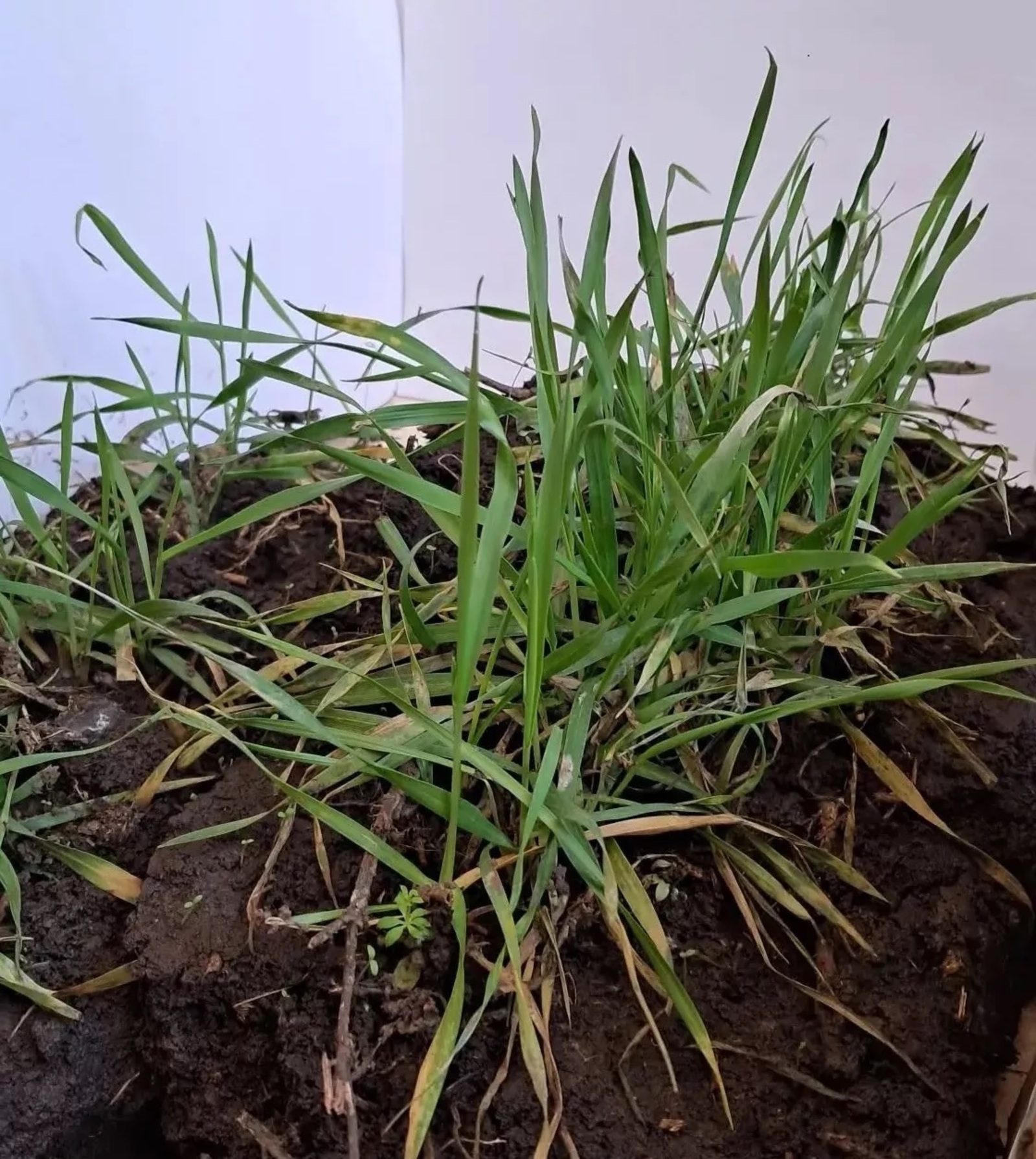 В Башкирии озимые сохранились в хорошем состоянии