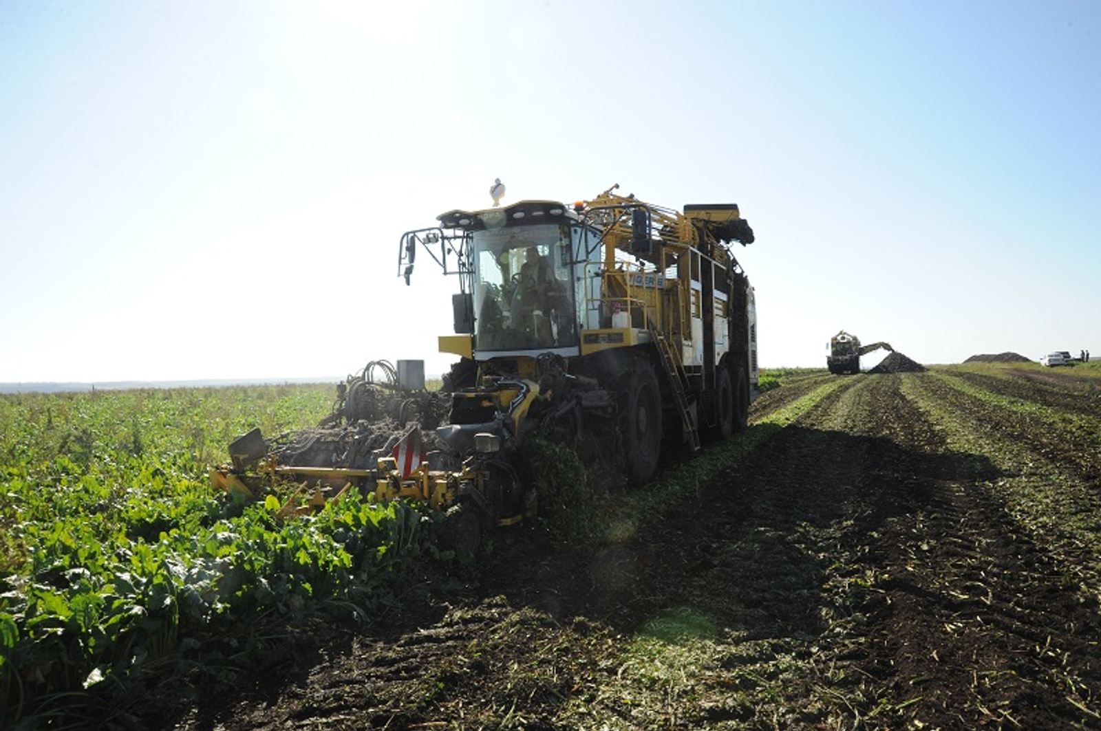Урожайность сахарной свеклы в Башкирии повысилась до 480 центнеров