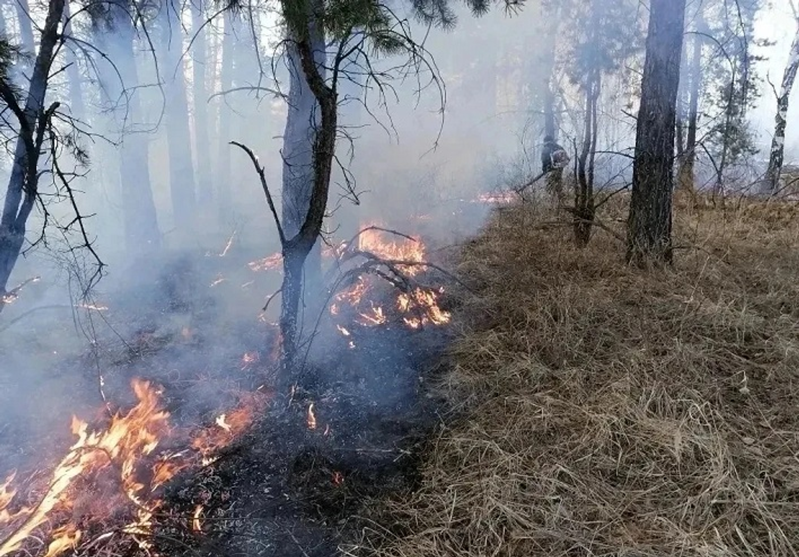 В Башкирии стартовал сезон пожаров в лесах