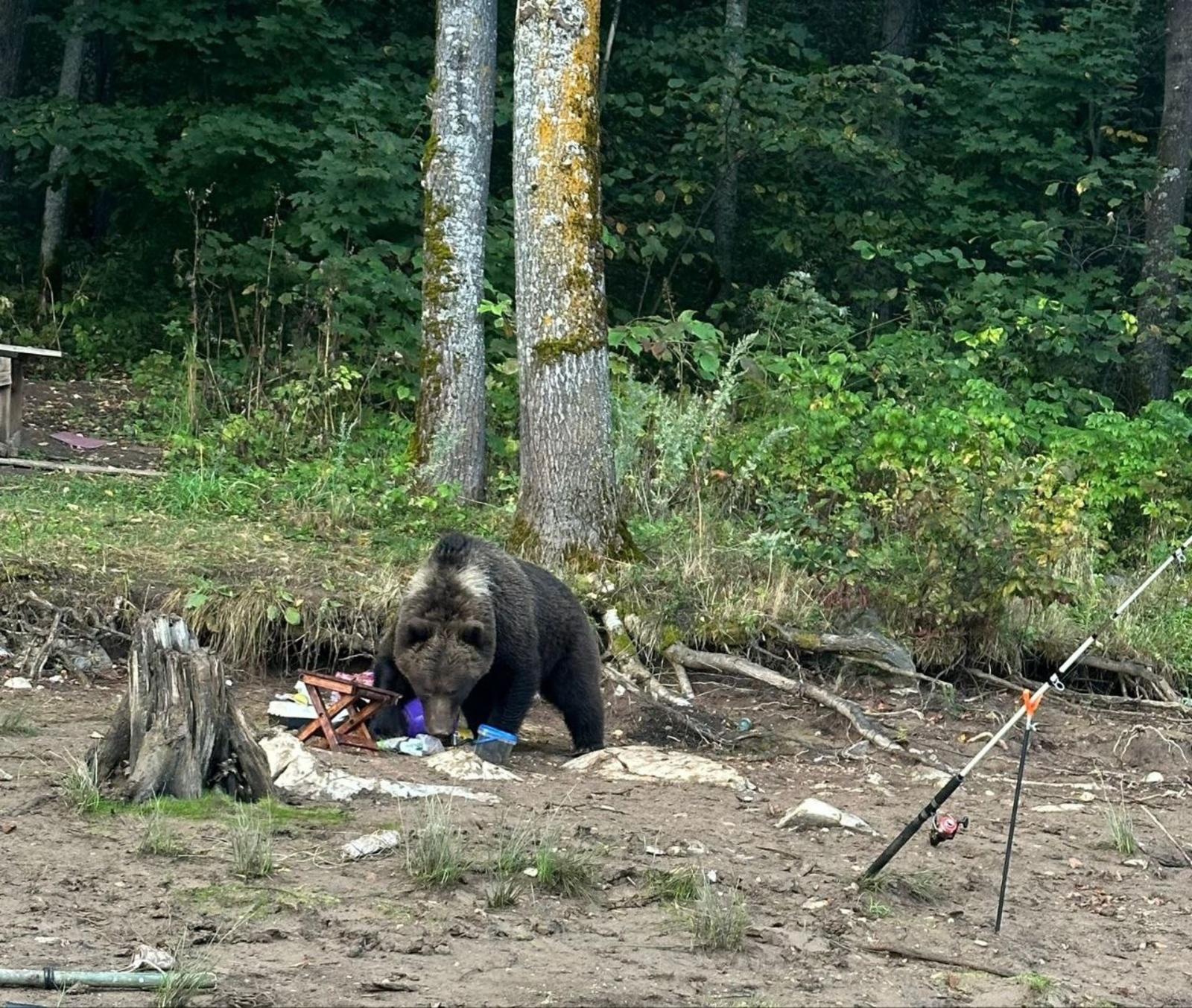 Дикие животные в Башкирии стали чаще выходить к людям