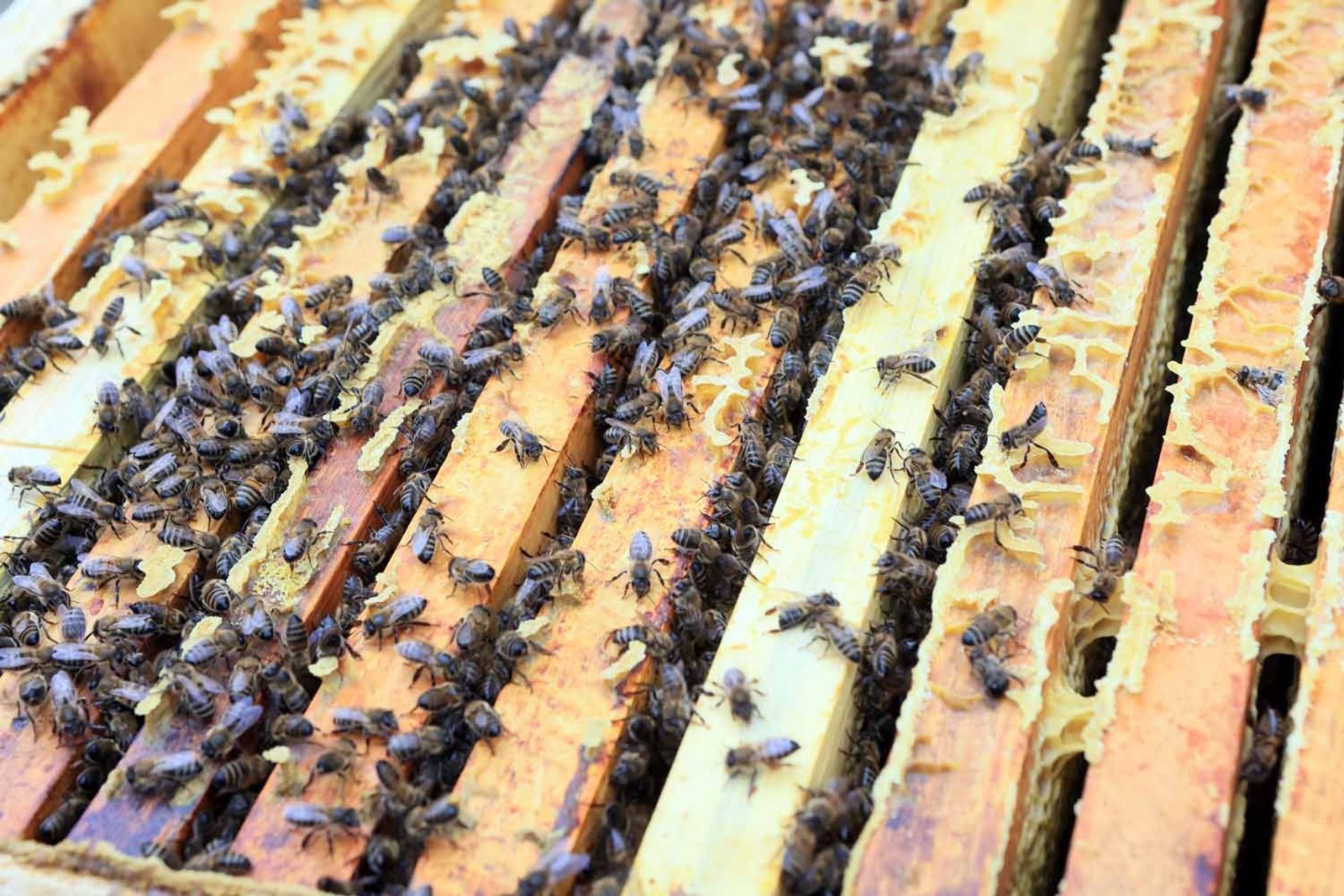 Александр ДАНИЛОВ