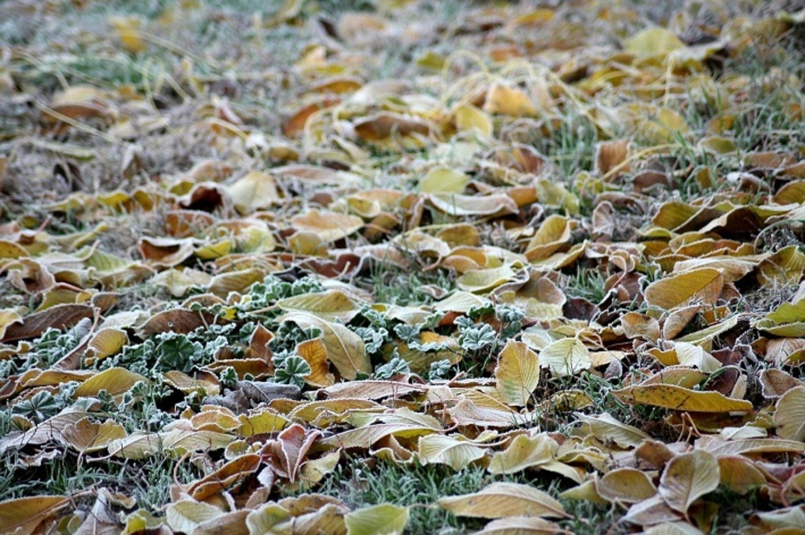 В Башкирии температура перейдёт через ноль, пойдёт снег
