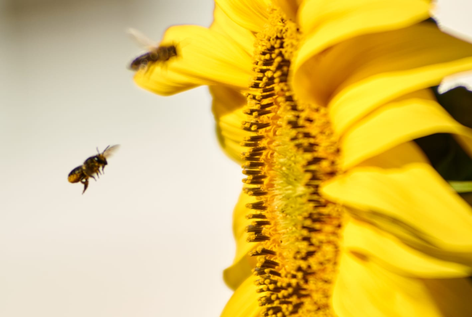 Башкирские пчелы будут собирать мёд в Иордании