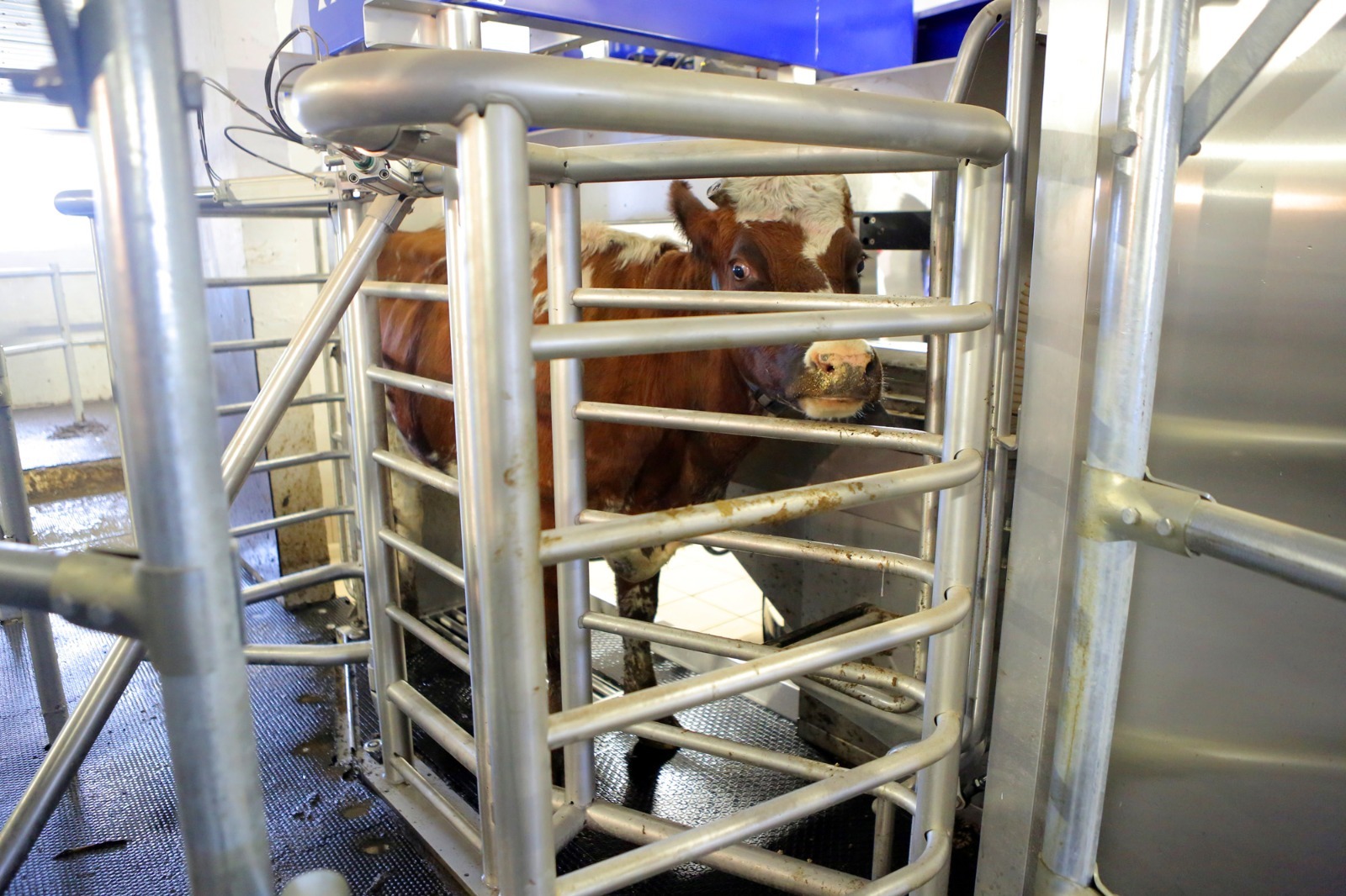 Александр ДАНИЛОВ  Башкирия продолжает удерживать статус молочного региона, но при этом начинает отставать от других регионов-лидеров.