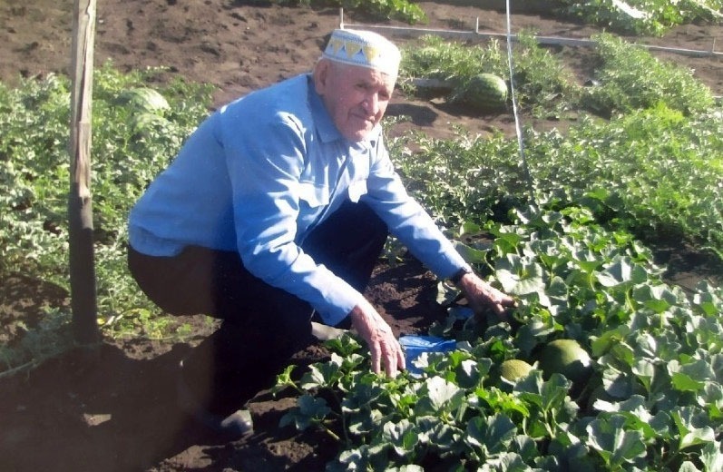 Ко Дню арбуза пенсионер из Буздякского района Башкирии вырастил 55 арбузов